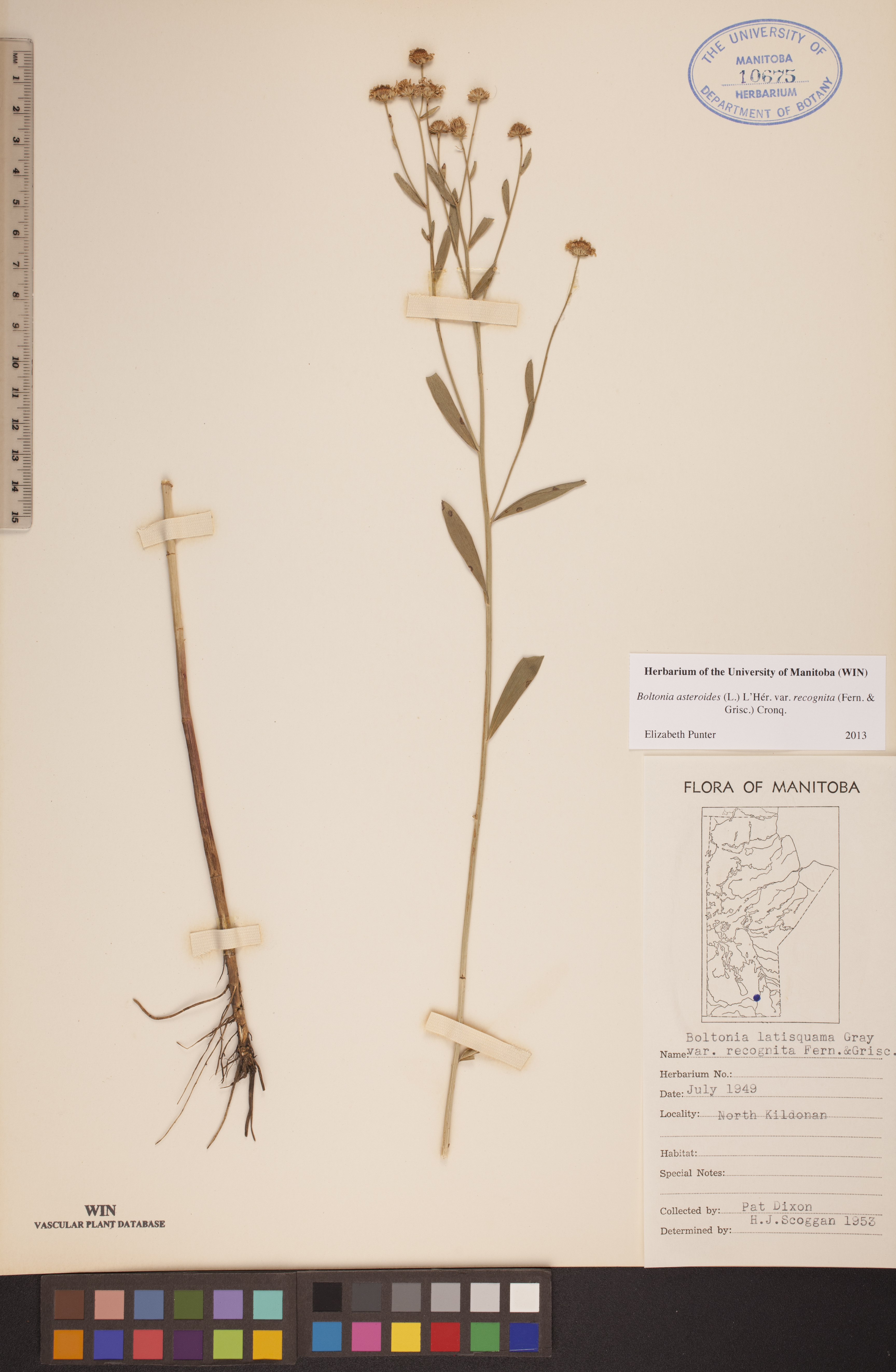 Boltonia asteroides var. recognita image